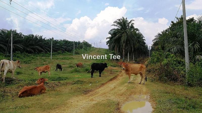 For Sale - Batang Berjuntai