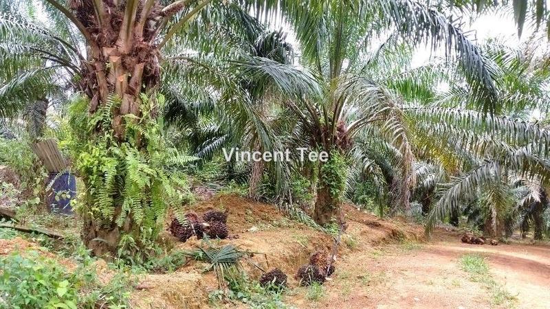 For Sale - Sungai Ular