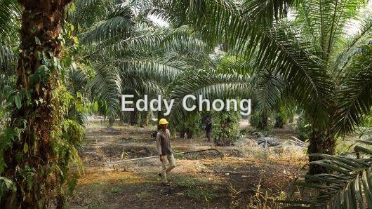 Tanah Pertanian untuk Dijual di Sri Lalang, Kluang oleh Eddy Chong - iProperty.com.my