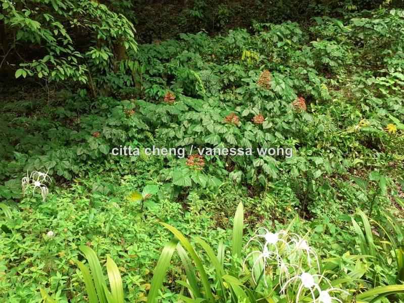 Banglo Tanah untuk Dijual di Country Heights Damansara, Kuala Lumpur oleh Citta Cheng - iProperty.com.my