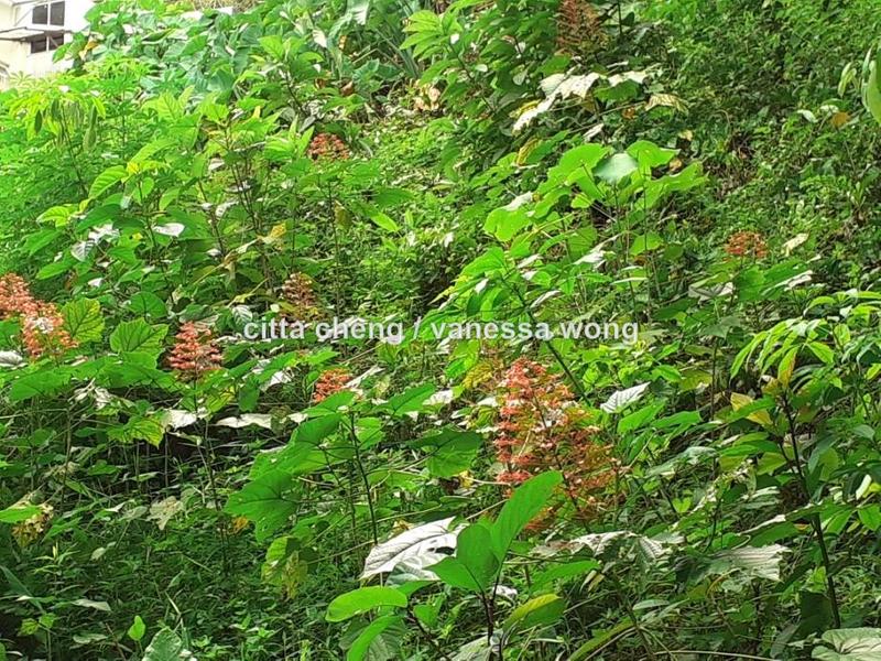 Banglo Tanah untuk Dijual di Country Heights Damansara, Kuala Lumpur oleh Citta Cheng - iProperty.com.my