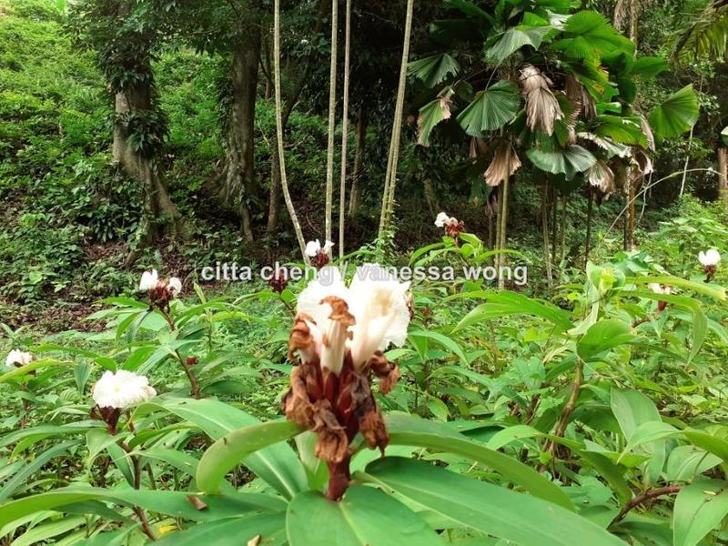 Bungalow Land for Sale in Country Heights Damansara, Kuala Lumpur by Citta Cheng - iProperty.com.my