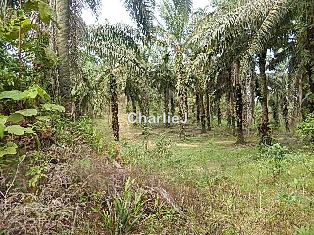 Industrial Land for Sale in Gambang Industrial Area, Kuantan by Charles Joseph - iProperty.com.my