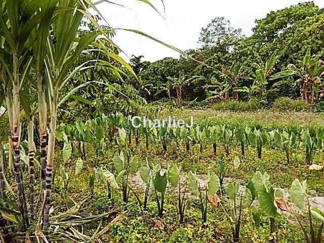 Residential Land for Sale in Balik Pulau, Balik Pulau by Charles Joseph - iProperty.com.my