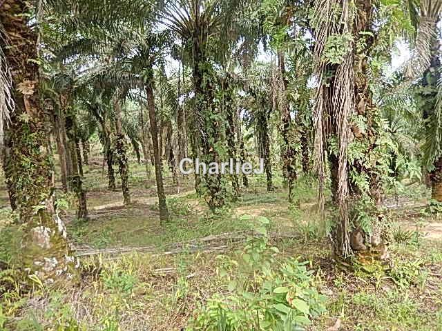 Industrial Land for Sale in Gambang Industrial Area, Kuantan by Charles Joseph - iProperty.com.my