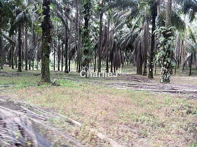 Industrial Land for Sale in Gambang Industrial Area, Kuantan by Charles Joseph - iProperty.com.my