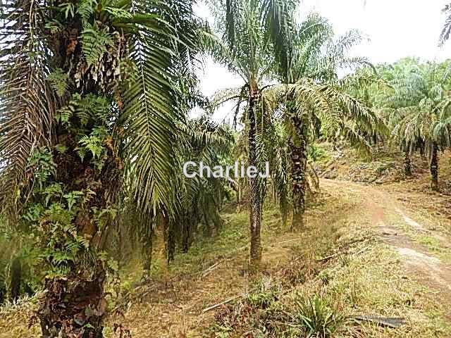 Industrial Land for Sale in Gambang Industrial Area, Kuantan by Charles Joseph - iProperty.com.my