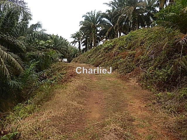 Industrial Land for Sale in Gambang Industrial Area, Kuantan by Charles Joseph - iProperty.com.my