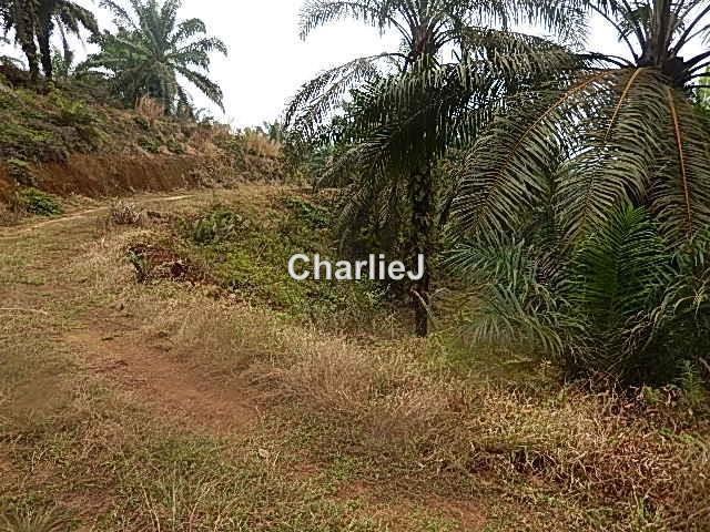 Industrial Land for Sale in Gambang Industrial Area, Kuantan by Charles Joseph - iProperty.com.my
