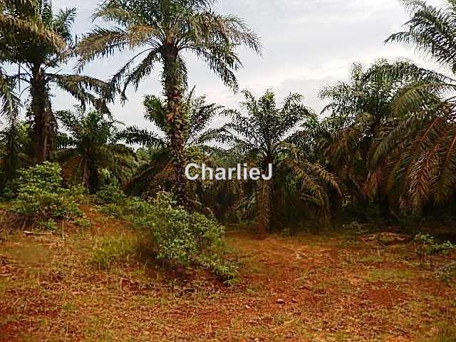 Industrial Land for Sale in Gambang Industrial Area, Kuantan by Charles Joseph - iProperty.com.my