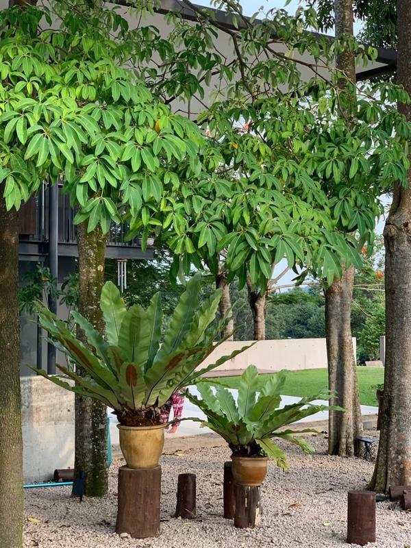 Bungalow House for Rent in Leisure farm, Iskandar Puteri (Nusajaya) by Owen Tan - iProperty.com.my