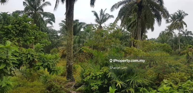 Tanah Kediaman untuk Dijual di Bayan Lepas, Gertak Sanggul oleh Sharon Lim - iProperty.com.my