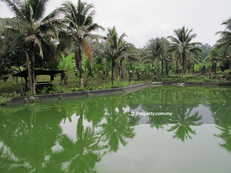 Tanah Pertanian untuk Dijual di Batu Arang, Selangor oleh Peter Chong - iProperty.com.my