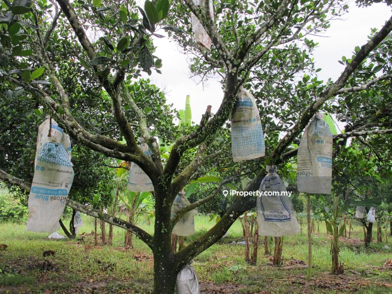 Tanah Pertanian untuk Dijual di Batu Arang, Selangor oleh Peter Chong - iProperty.com.my