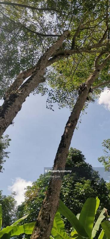 For Sale - Balik Pulau Agriculture land for sales