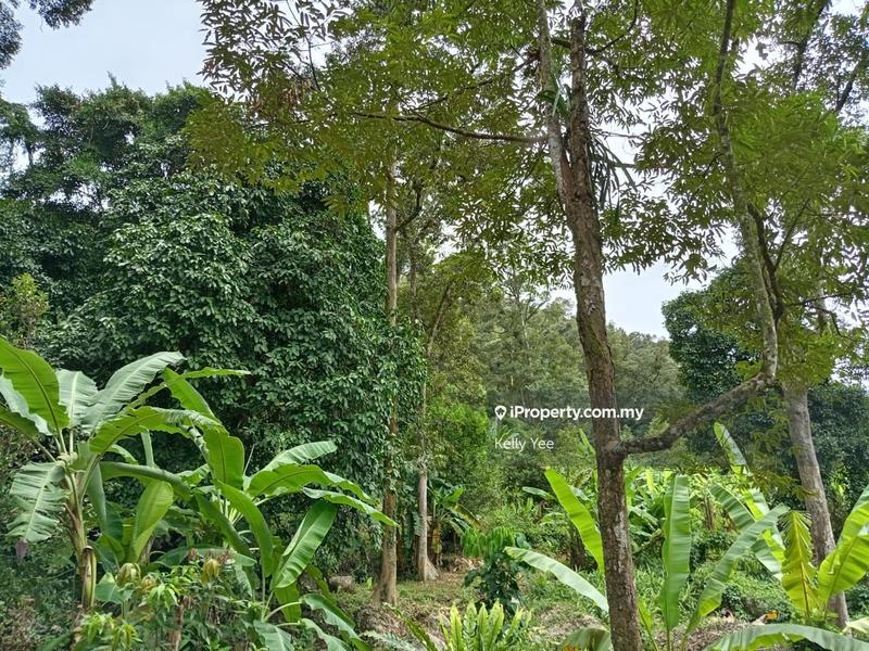 Tanah Pertanian untuk Dijual di Mengkuang Dam Orchard Farm for Sale, Bukit Mertajam oleh Kelly Yee - iProperty.com.my