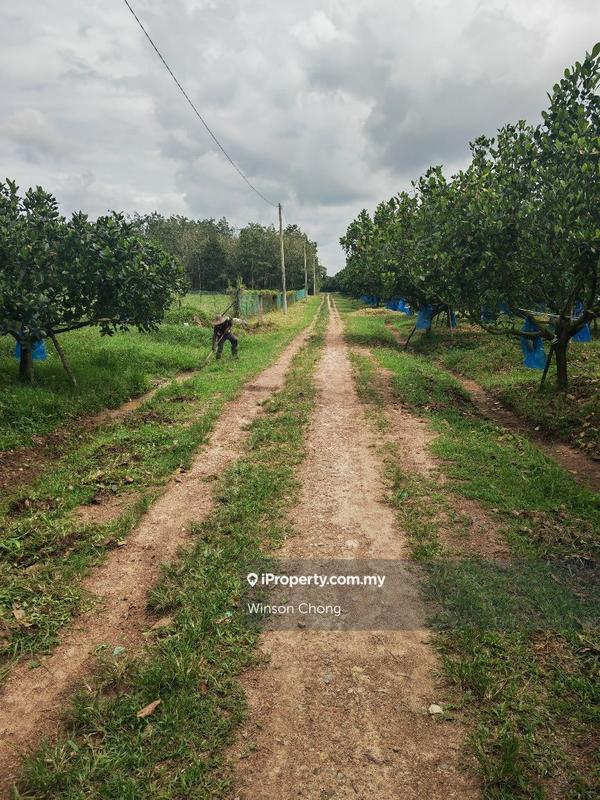 Agricultural Land for Sale in Kampung Baru Pokok Sena, Pokok Sena by Winson Chong - iProperty.com.my