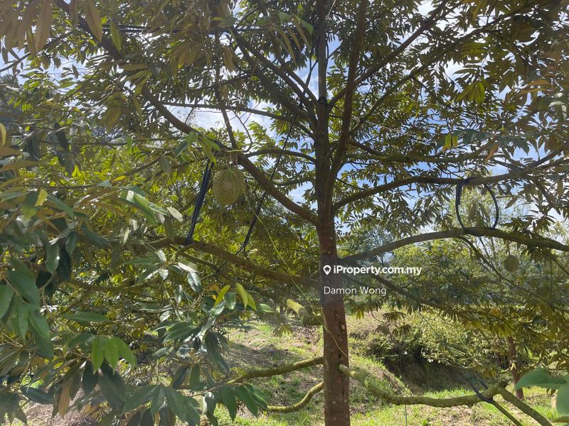 Agricultural Land for Sale in Karak, Bentong by Damon Wong - iProperty.com.my