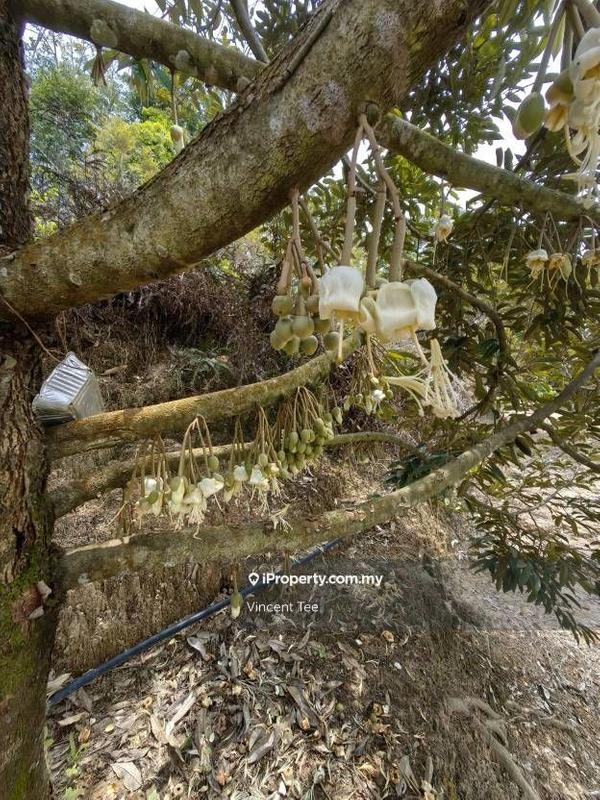 Agricultural Land for Sale in Taman Titi, Titi by Vincent Tee - iProperty.com.my