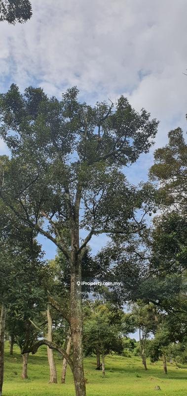 Tanah Pertanian untuk Dijual di Nilai, Negeri Sembilan oleh Sheila Ong - iProperty.com.my