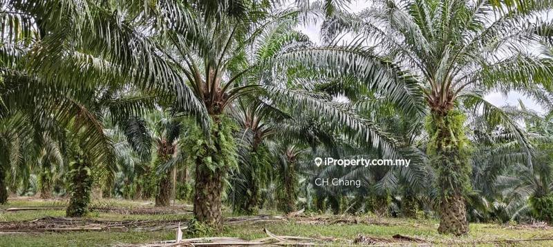 Agricultural Land for Sale in Baling, Kedah by CH Chang - iProperty.com.my