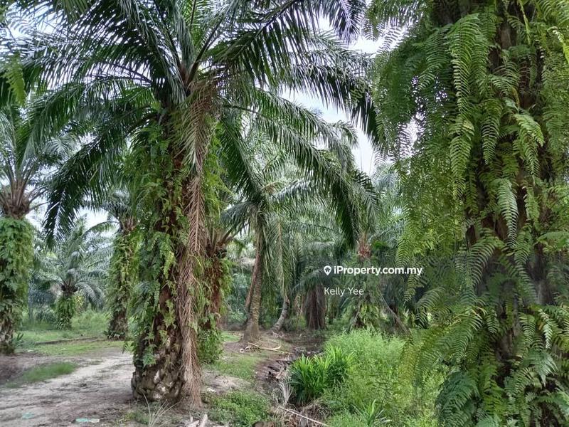 For Sale - First Grade Palm Oil Plantation @ Penaga, Kepala Batas for Sale