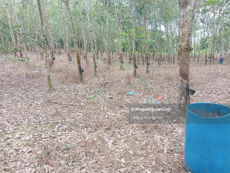 Agricultural Land for Sale in Lembah Beringin, Sungai Gumut by Chang Kheng Fatt - iProperty.com.my