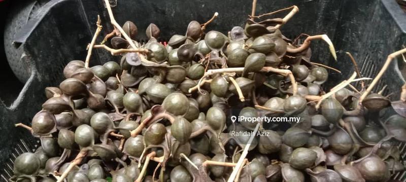 Tanah Pertanian untuk Dijual di twrls, Kuah oleh Rafidah Aziz - iProperty.com.my