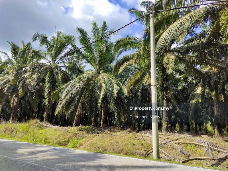 Agricultural Land for Sale in Kampung Insun, Pendang by Clemence Ngew - iProperty.com.my