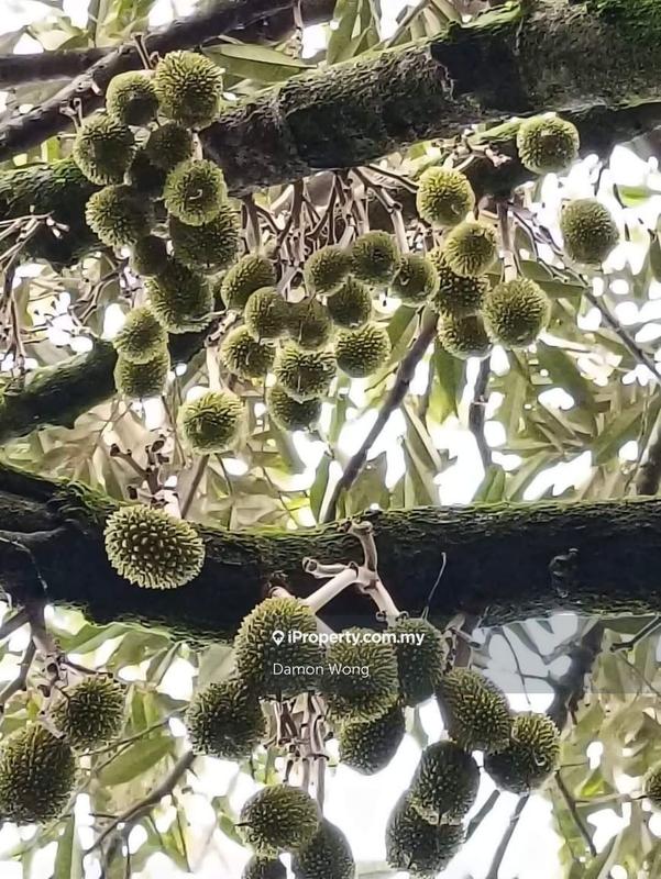 For Sale - 150 acres durian orchard in Titi Jelebu