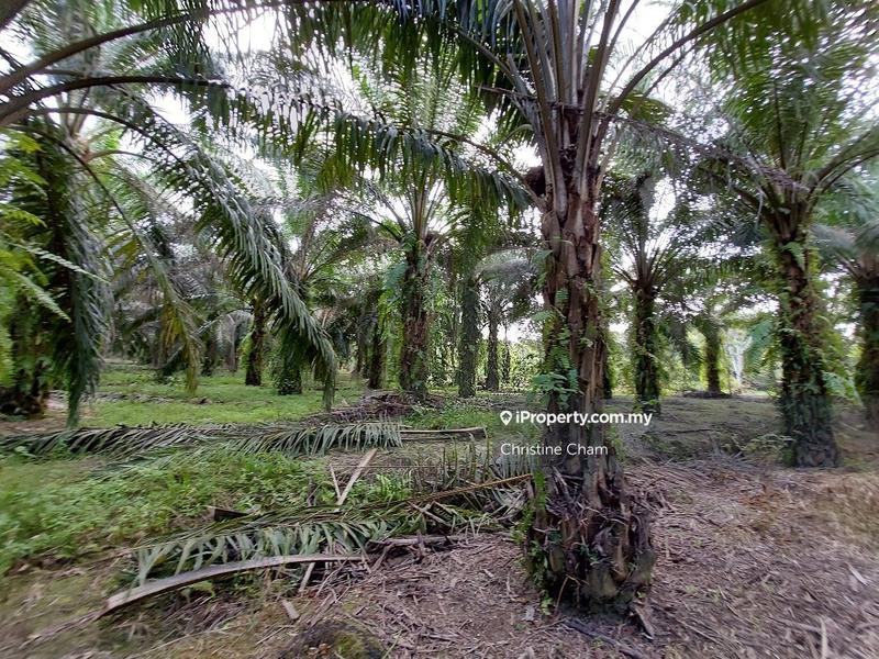 Tanah Kediaman untuk Dijual di Kota Tinggi Johor, Kota Tinggi oleh Christine Cham - iProperty.com.my