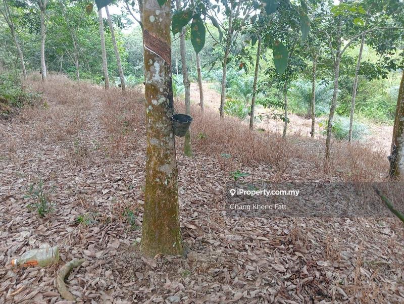 Agricultural Land for Sale in Lembah Beringin, Sungai Gumut by Chang Kheng Fatt - iProperty.com.my