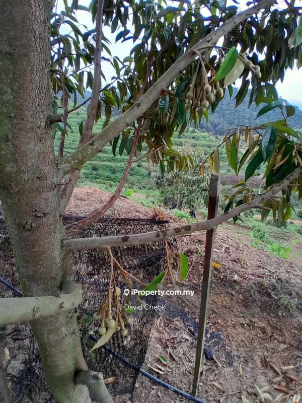 Agricultural Land for Sale in Near Kampung Semebok, Rembau by David Cheok - iProperty.com.my