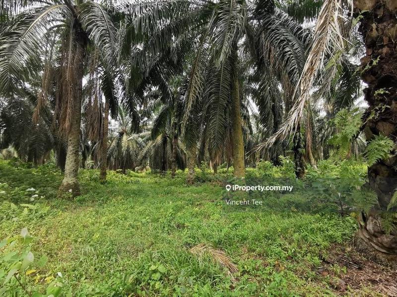 Tanah Pertanian untuk Dijual di Bukit Changgang, Banting oleh Vincent Tee - iProperty.com.my