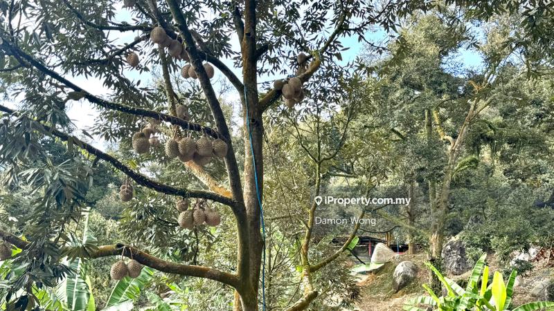 For Sale - 18.4 acres durian orchard in Sg Klau