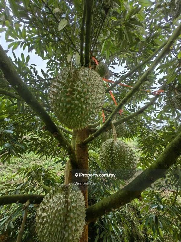 Agricultural Land for Sale in Taman Bentong Makmur, Bentong by Vincent Tee - iProperty.com.my
