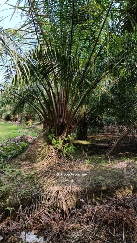 Tanah Pertanian untuk Dijual di Parit Tengah, Benut oleh Santo Wang - iProperty.com.my