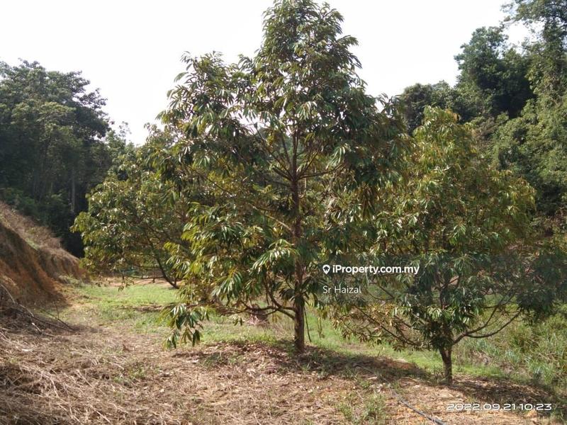Agricultural Land for Sale in Tampin, Negeri Sembilan by Sr Haizal - iProperty.com.my