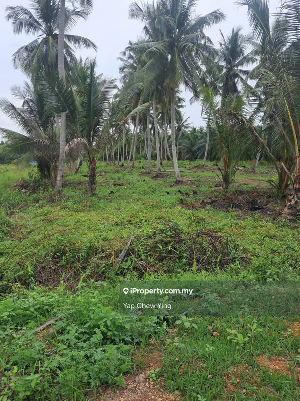 For Sale - Below Market!! Kuala Selangor Bukit Rotan 32,399sqft Agricultural Land