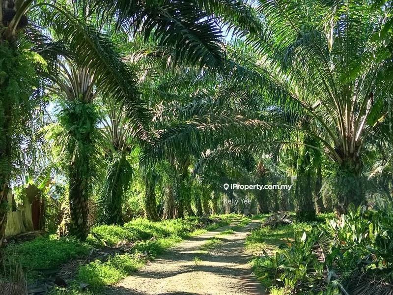 Tanah Pertanian untuk Dijual di Bukit Teh, Bukit Mertajam oleh Kelly Yee - iProperty.com.my