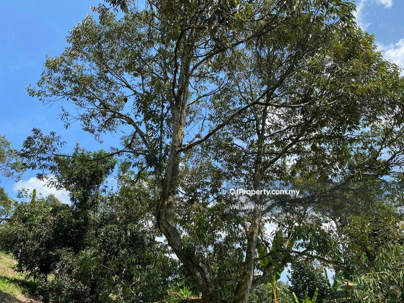 Agricultural Land for Sale in Taman Jelebu, Kuala Klawang by William Ng - iProperty.com.my