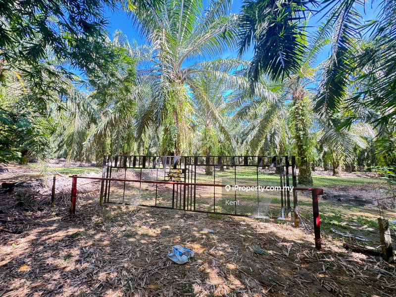 Agricultural Land for Sale in Siputeh, Belanja by Kent C - iProperty.com.my