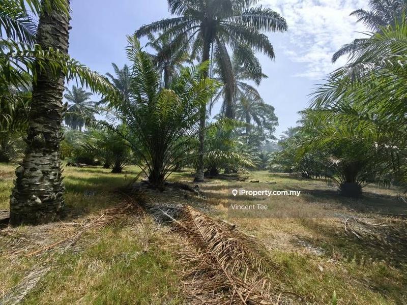 Agricultural Land for Sale in Kampung Baru Kemayan, Triang by Vincent Tee - iProperty.com.my
