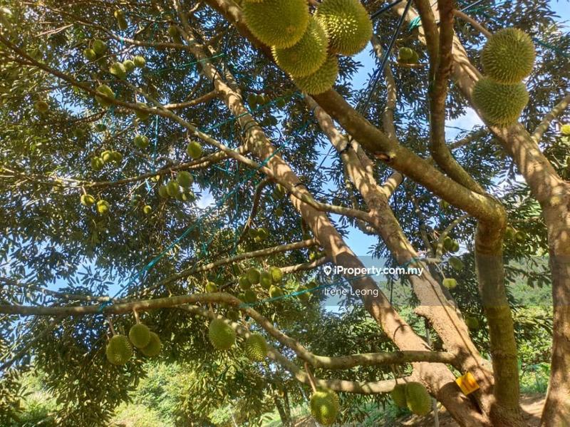 Agricultural Land for Sale in Karak, Pahang by Irene Leong - iProperty.com.my