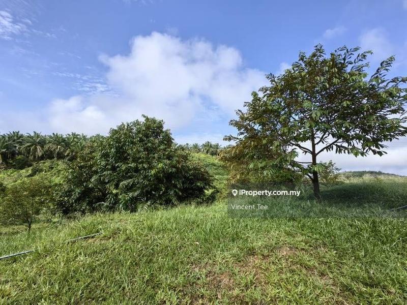 Agricultural Land for Sale in Kampung Sega, Sega by Vincent Tee - iProperty.com.my