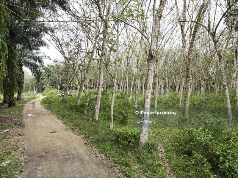 For Sale - Flat 15yrs++ Rubber Tree land