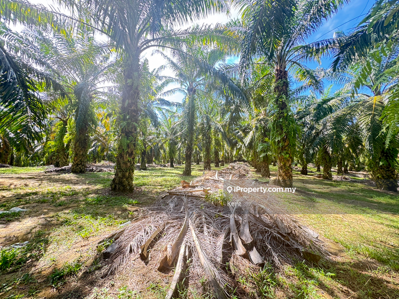 Agricultural Land for Sale in Siputeh, Belanja by Kent C - iProperty.com.my