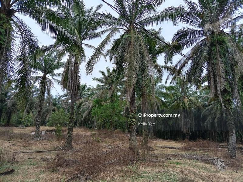 Tanah Pertanian untuk Dijual di Kampung Ladang Sempah, Sungai Jawi oleh Kelly Yee - iProperty.com.my