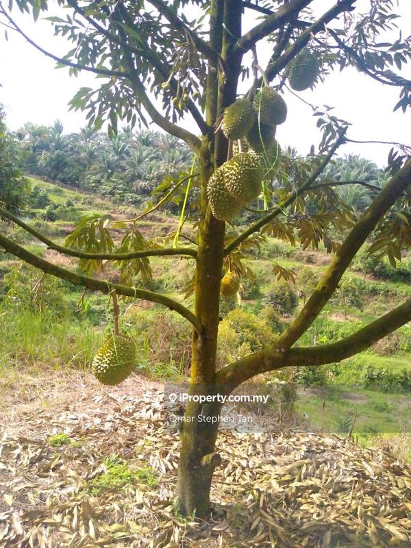 For Sale - Durian Plantation@ Tg Malim