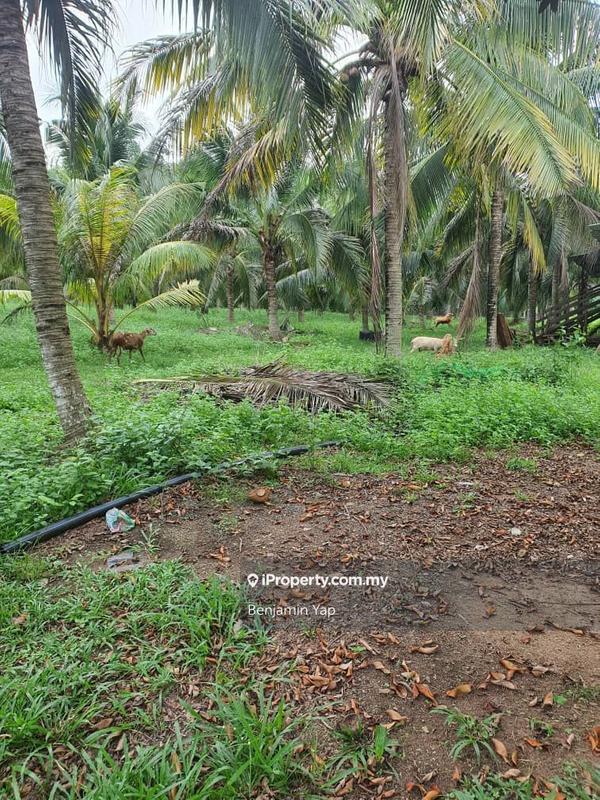 Agricultural Land for Sale in Panchor, Durian Tunggal by Benjamin Yap - iProperty.com.my
